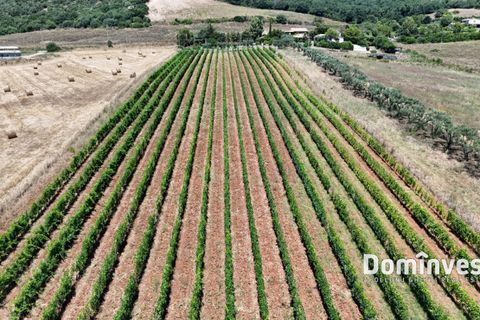 Landejendom i Capalbio, Grosseto, Capalbio - € 2.000.000 | Ref: v-0095 - foto 15