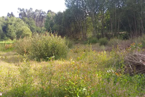 Landejendom i Fafe, Braga, Fafe - € 75.000 | Ref: 2021003-005 - foto 13