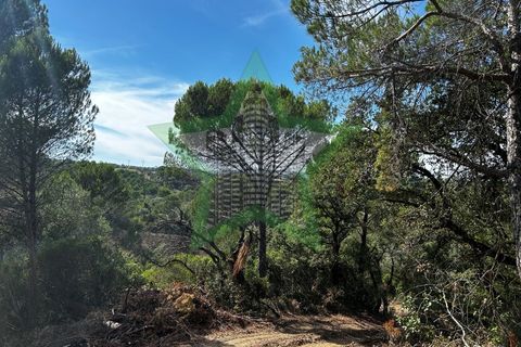 Terra a Assentiz, Santarem, Assentiz - € 295.000 | Ref: STAR_188 - foto 7