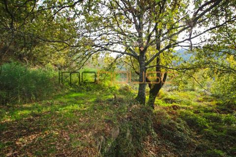 Gård i Amarante, Porto, Amarante - € 100 000 | Ref: 00656FR - foto 19
