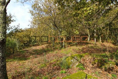 Gård i Amarante, Porto, Amarante - € 100 000 | Ref: 00656FR - foto 23