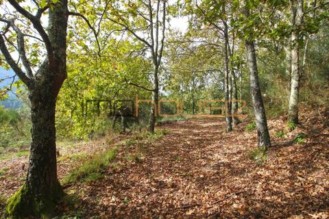 Gård i Amarante, Porto, Amarante - € 100 000 | Ref: 00656FR - foto 26