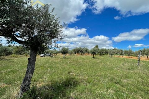 Terra a Ninho do Acor, Castelo Branco, Ninho do Acor - € 5.000 | Ref: 4693 - foto 5