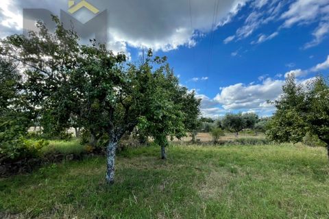 Helårsgrund i Castelo Branco, Castelo Branco, Castelo Branco - € 9.000 | Ref: 4691 - foto 8