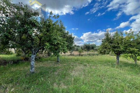 Helårsgrund i Castelo Branco, Castelo Branco, Castelo Branco - € 9.000 | Ref: 4691 - foto 9