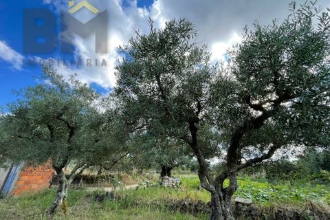 Helårsgrund i Castelo Branco, Castelo Branco, Castelo Branco - € 9.000 | Ref: 4691 - foto 10