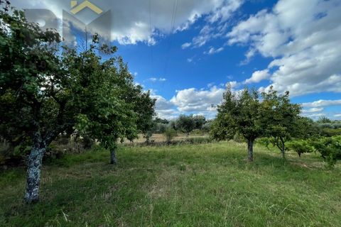 Helårsgrund i Castelo Branco, Castelo Branco, Castelo Branco - € 9.000 | Ref: 4691 - foto 11