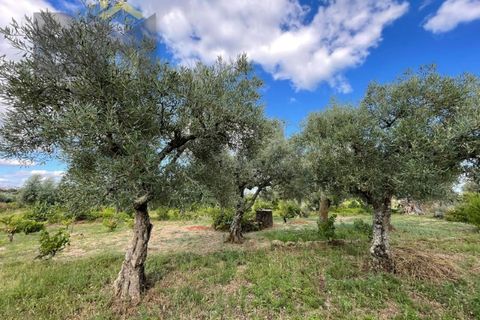 Helårsgrund i Castelo Branco, Castelo Branco, Castelo Branco - € 9.000 | Ref: 4691 - foto 12