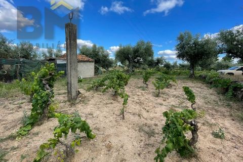 Helårsgrund i Castelo Branco, Castelo Branco, Castelo Branco - € 9.000 | Ref: 4691 - foto 13