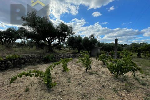 Helårsgrund i Castelo Branco, Castelo Branco, Castelo Branco - € 9.000 | Ref: 4691 - foto 14