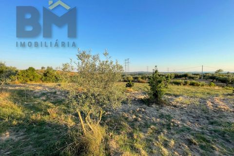 Helårsgrund i Castelo Branco, Castelo Branco, Castelo Branco - € 20.000 | Ref: 4687 - foto 2