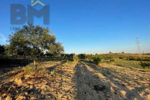 Helårsgrund i Castelo Branco, Castelo Branco, Castelo Branco - € 20.000 | Ref: 4687 - foto 4