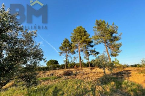 Helårsgrund i Castelo Branco, Castelo Branco, Castelo Branco - € 20.000 | Ref: 4687 - foto 8