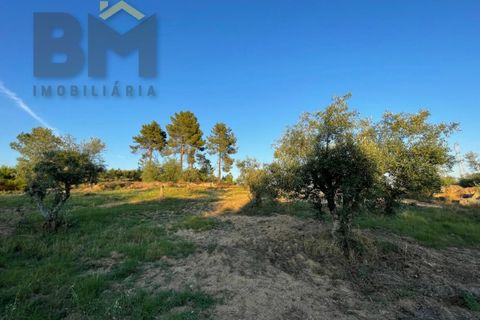 Helårsgrund i Castelo Branco, Castelo Branco, Castelo Branco - € 20.000 | Ref: 4687 - foto 9