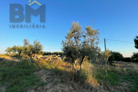 Helårsgrund i Castelo Branco, Castelo Branco, Castelo Branco - € 20.000 | Ref: 4687 - foto 10