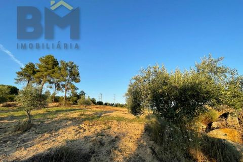 Helårsgrund i Castelo Branco, Castelo Branco, Castelo Branco - € 20.000 | Ref: 4687 - foto 12