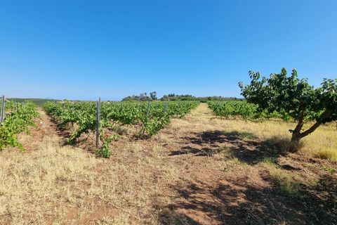 Helårsgrund i Menfi, Agrigento, Menfi - € 78.000 | Ref: 8682TG61970 - foto 3