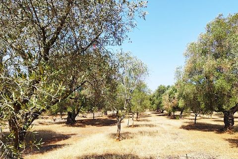 Helårsgrund i Carovigno, Brindisi, Carovigno - € 78.000 | Ref: 122718 - foto 3