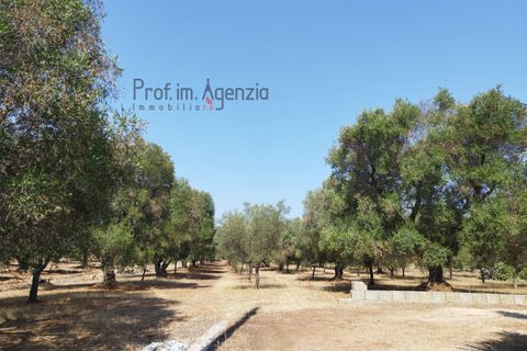 Helårsgrund i Carovigno, Brindisi, Carovigno - € 78.000 | Ref: 122718 - foto 8
