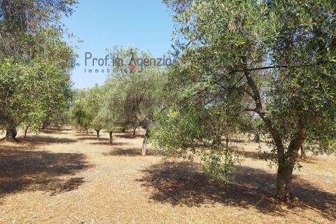 Helårsgrund i Carovigno, Brindisi, Carovigno - € 78.000 | Ref: 122718 - foto 9