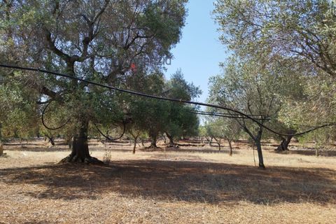 Helårsgrund i Carovigno, Brindisi, Carovigno - € 78.000 | Ref: 122718 - foto 4