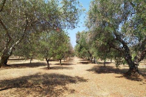 Helårsgrund i Carovigno, Brindisi, Carovigno - € 78.000 | Ref: 122718 - foto 5