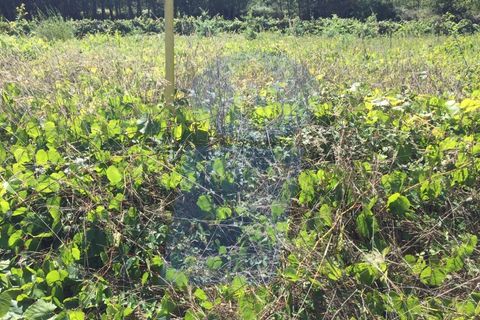 Terra a Oia, Aveiro, Oia - € 5.000 | Ref: TER_435 - foto 2