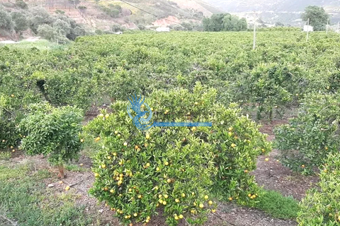 Farm i Silves, Faro, Silves - € 7.900.000 | Ref: H755 - foto 20