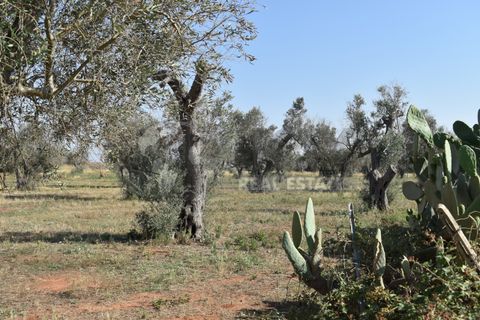 Villa i Copertino, Lecce, Copertino - € 70.000 | Ref: 13AD - foto 9