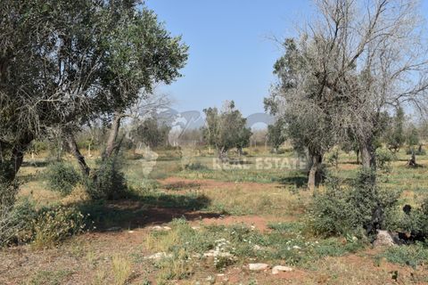 Villa i Copertino, Lecce, Copertino - € 70.000 | Ref: 13AD - foto 10