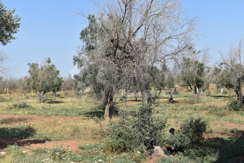 Villa i Copertino, Lecce, Copertino - € 70.000 | Ref: 13AD - foto 11