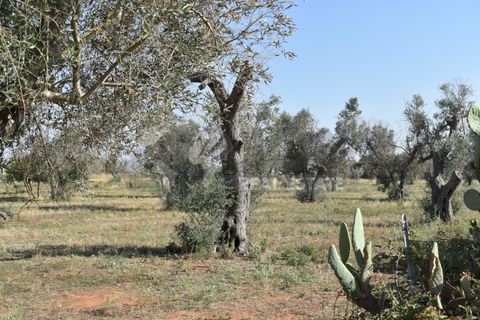Villa i Copertino, Lecce, Copertino - € 70.000 | Ref: 13AD - foto 12