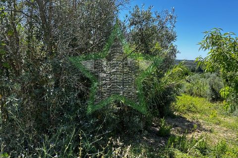 Helårsgrund i Tomar, Santarem, Tomar - € 37.000 | Ref: STAR_189 - foto 4
