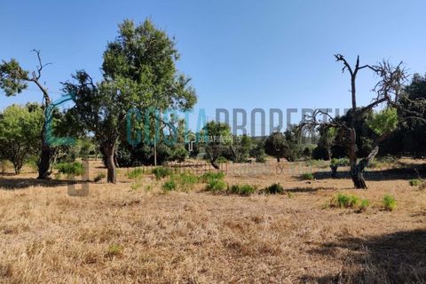 Helårsgrund i Sagres, Faro, Sagres - € 150.000 | Ref: CP-T2131 - foto 7
