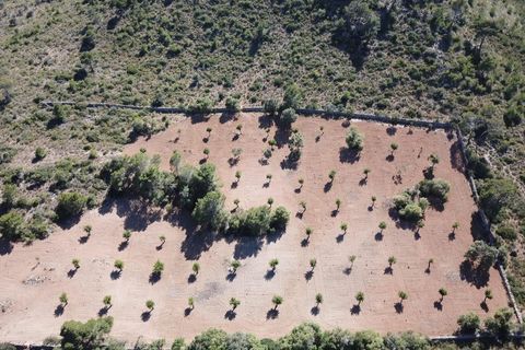 Helårsgrund i Manacor, Mallorca, Manacor - € 650.000 | Ref: MAN0455 - foto 14