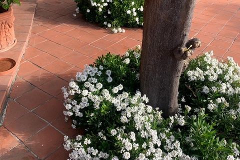 Villa a Alassio, Savona, Alassio - € 2.250.000 | Ref: 5V16 - foto 22