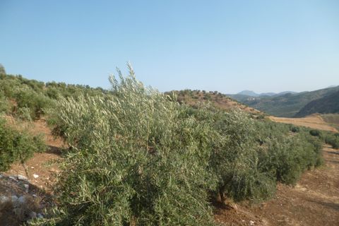 Helårsgrund i Olvera, Cadiz, Olvera - € 95.000 | Ref: am148 - foto 3