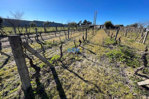 Terra a Alcains, Castelo Branco, Alcains - € 50.000 | Ref: 124045 - foto 3
