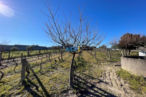 Terra a Alcains, Castelo Branco, Alcains - € 50.000 | Ref: 124045 - foto 6
