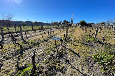 Terra a Alcains, Castelo Branco, Alcains - € 50.000 | Ref: 124045 - foto 9
