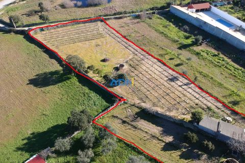 Terra a Alcains, Castelo Branco, Alcains - € 50.000 | Ref: 124045 - foto 10