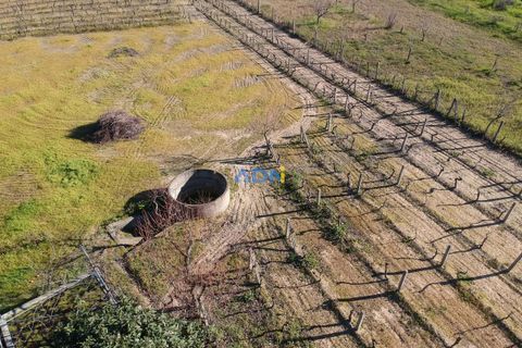 Terra a Alcains, Castelo Branco, Alcains - € 50.000 | Ref: 124045 - foto 11