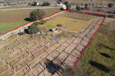 Terra a Alcains, Castelo Branco, Alcains - € 50.000 | Ref: 124045 - foto 13
