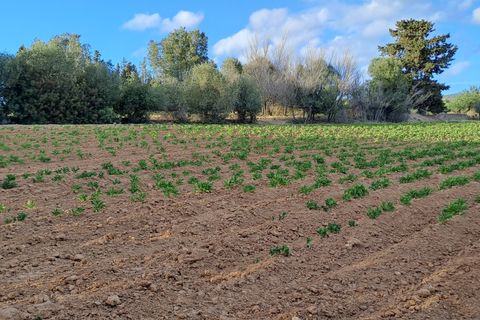 Erhvervsejendom i Quartucciu, Cagliari, Quartucciu - € 204.000 | Ref: 1342 - foto 28