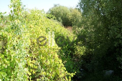 Helårsgrund i Castelo Branco, Castelo Branco, Castelo Branco - € 59.000 | Ref: 3853 - foto 8