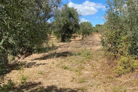 Helårsgrund i Serra, Santarem, Serra - € 15.800 | Ref: C0277-00678 - foto 2