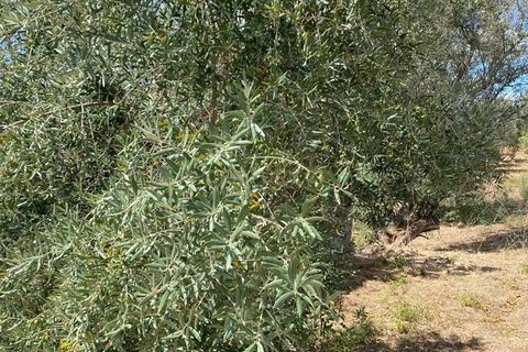 Helårsgrund i Serra, Santarem, Serra - € 15.800 | Ref: C0277-00678 - foto 5