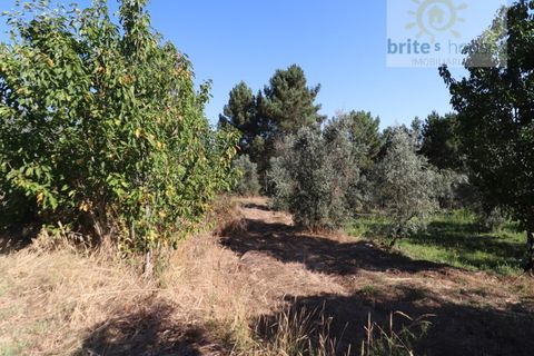 Helårsgrund i Serra, Santarem, Serra - € 50.000 | Ref: Tr112 - foto 3