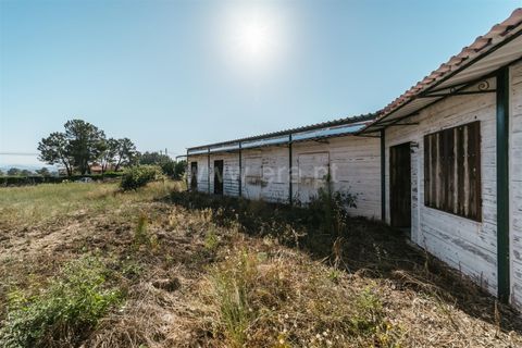 Terra a Belmonte, Castelo Branco, Belmonte - € 37.500 | Ref: 111240128 - foto 20
