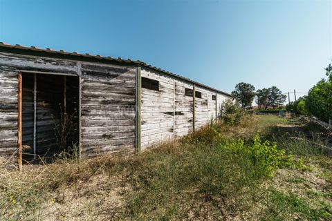 Terra a Belmonte, Castelo Branco, Belmonte - € 37.500 | Ref: 111240128 - foto 25